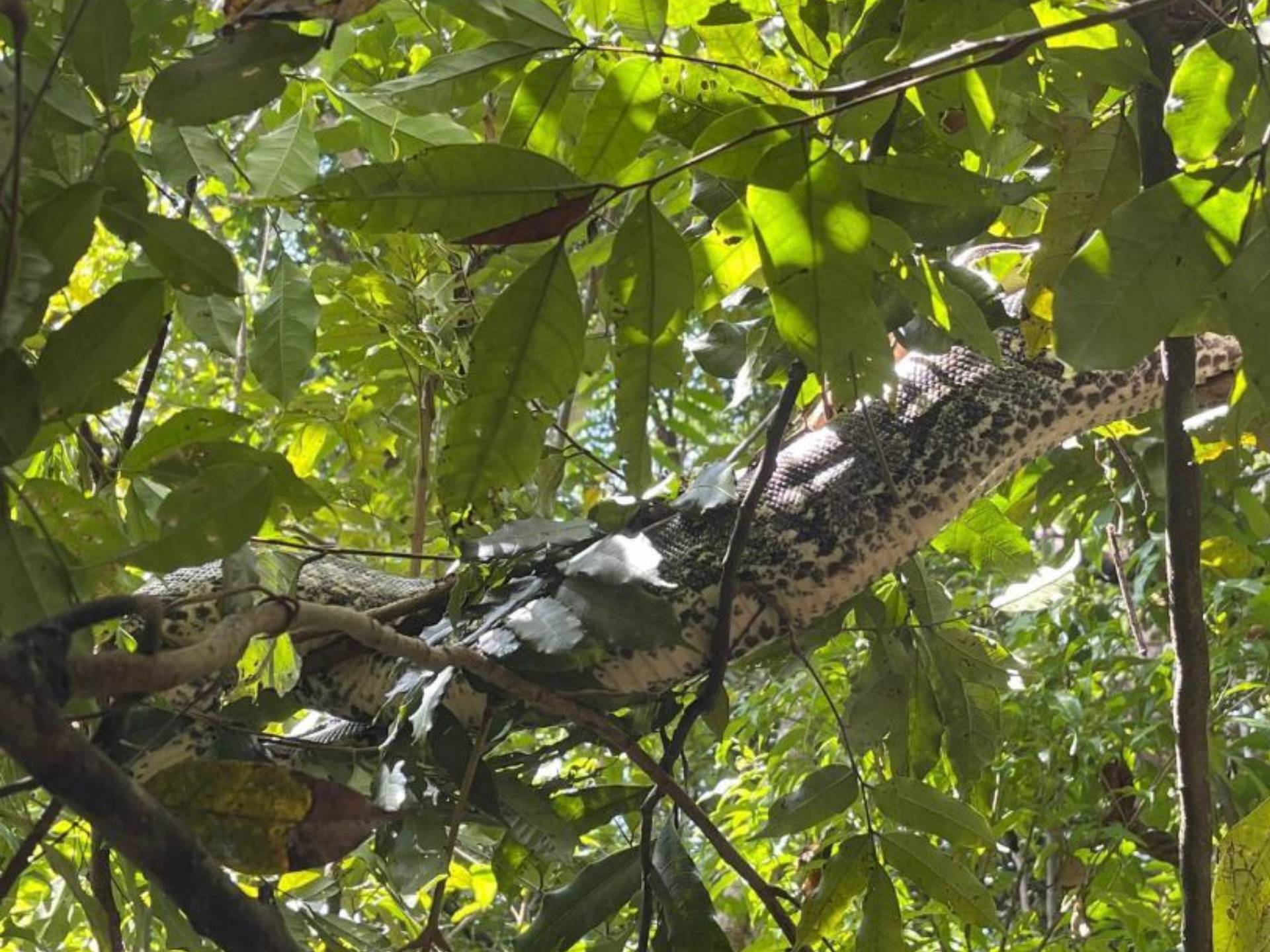 Boa à Lokobe, Nosy Be, Madagascar - Madaglad