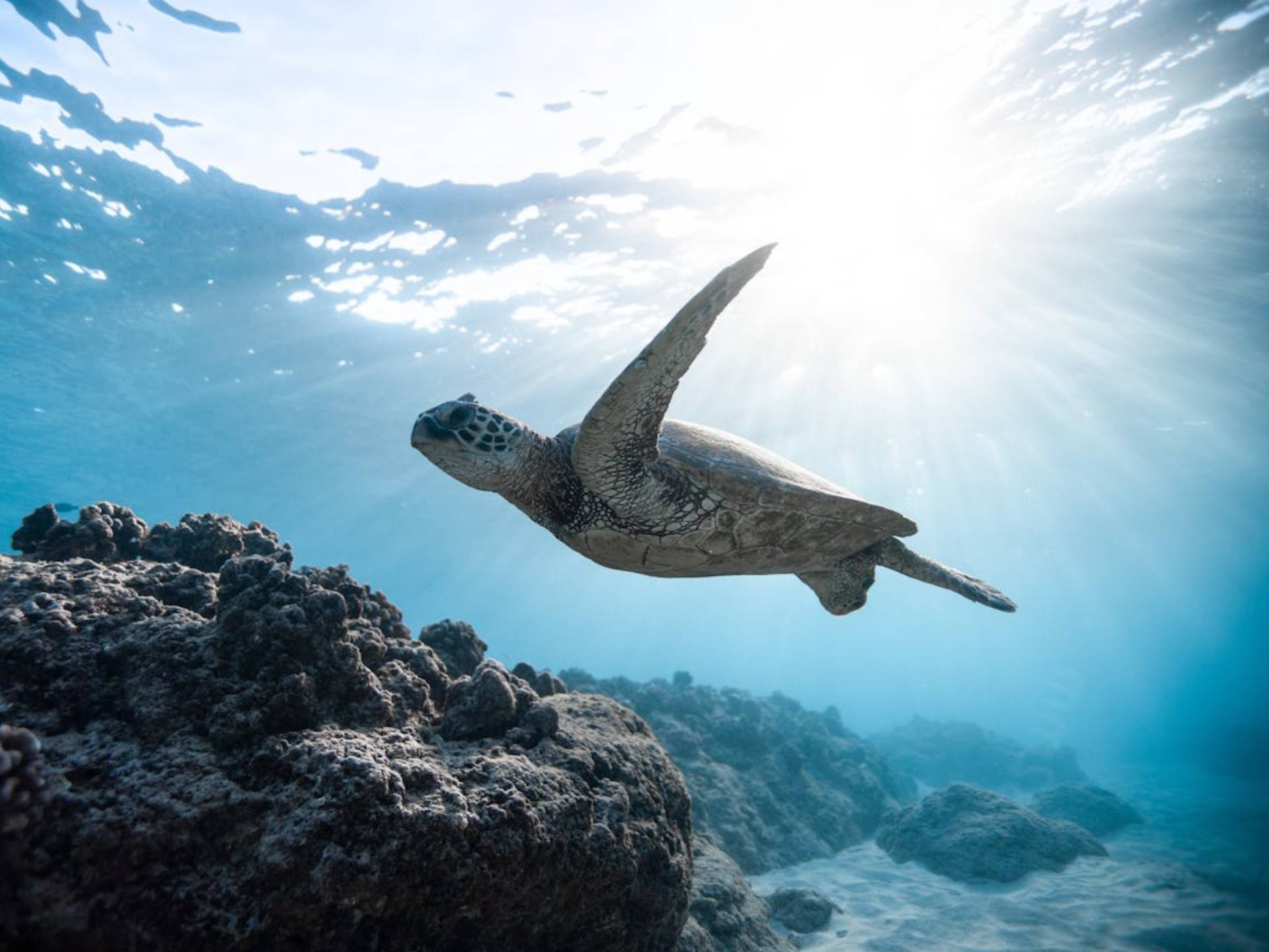 Tortue de mer